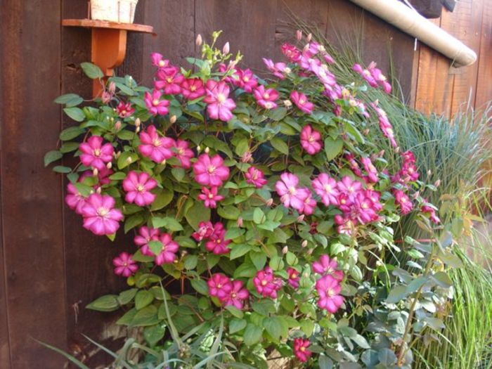 Ville de Lyon- inflorire in 2013 (15)