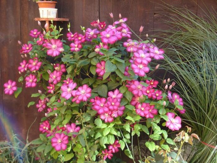 Ville de Lyon- inflorire in 2013 (16)