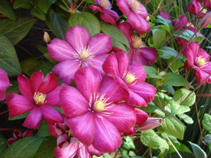 Ville de Lyon- inflorire in 2013 (17)