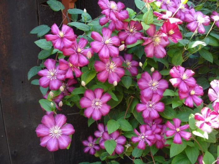 Ville de Lyon- inflorire in 2013 (20)