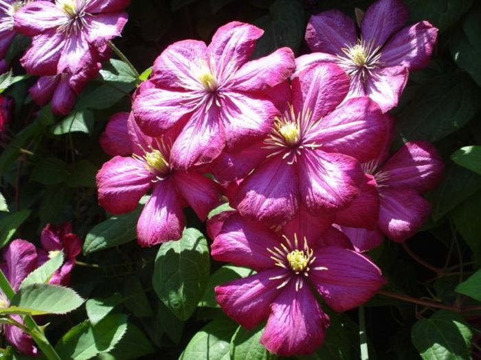 Ville de Lyon- inflorire in 2013 (21) - clematis