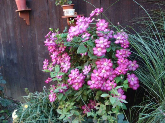 Ville de Lyon- inflorire in 2013 (25)