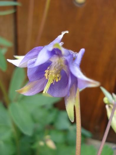 floarea (13) - aquilegia