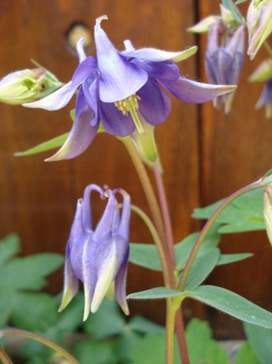 floarea (14) - aquilegia