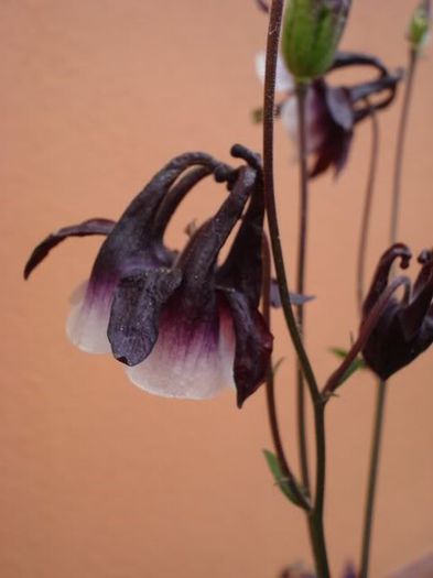 floarea (19) - aquilegia