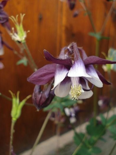 floarea (21) - aquilegia