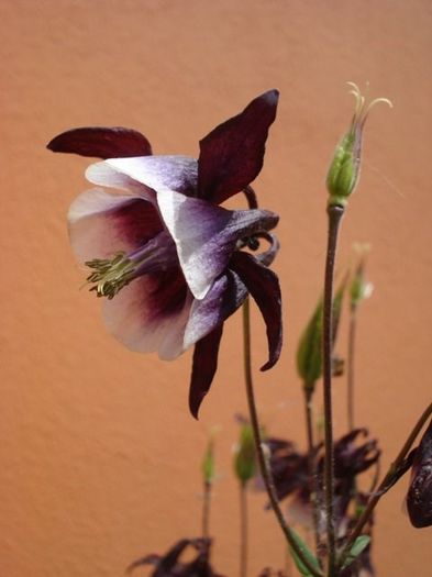 floarea (23) - aquilegia