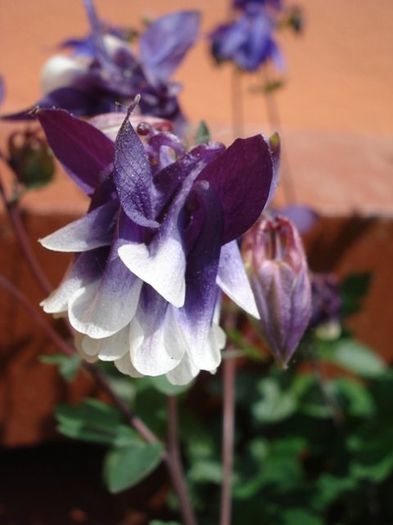 floarea (26) - aquilegia