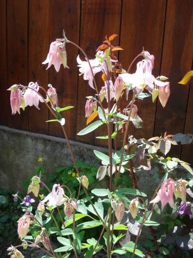 tufe de caldaruse (1) - aquilegia