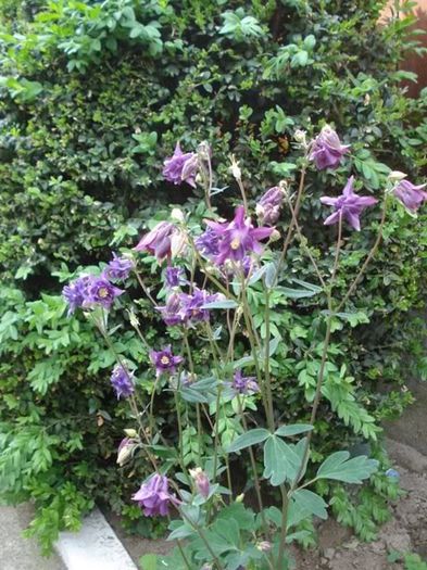 tufe de caldaruse (3) - aquilegia