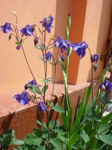 tufe de caldaruse (4) - aquilegia