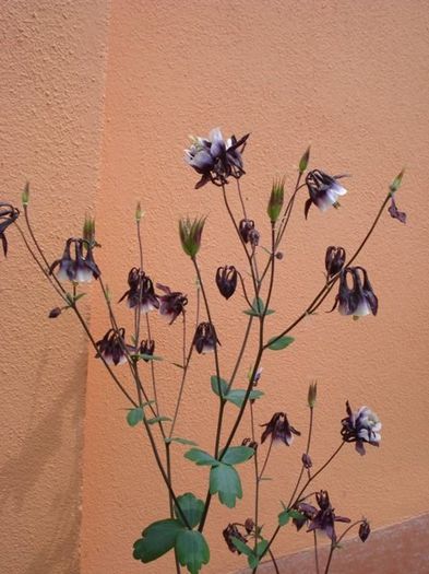 tufe de caldaruse (7) - aquilegia