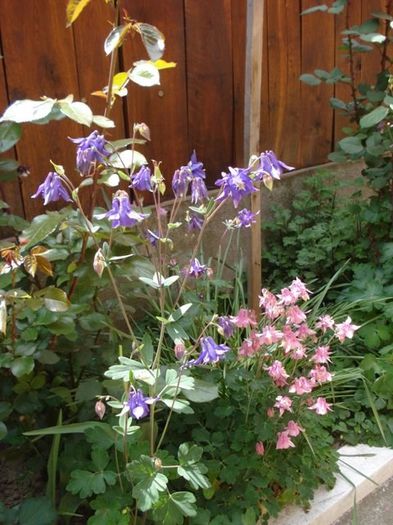 tufe de caldaruse (8) - aquilegia