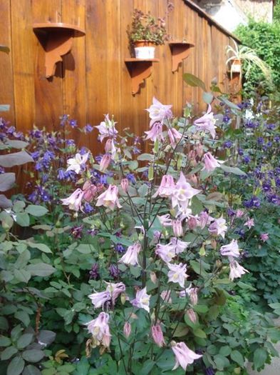 tufe de caldaruse (10) - aquilegia