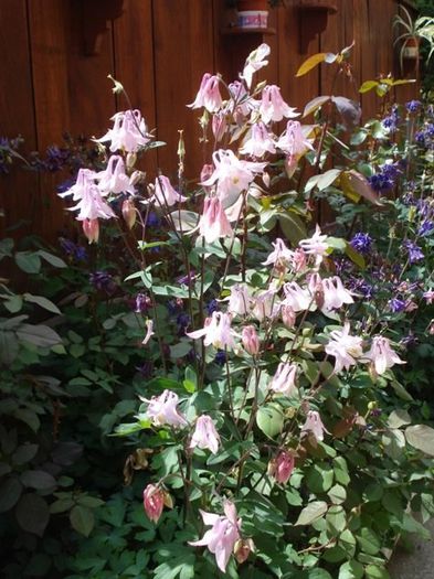 tufe de caldaruse (11) - aquilegia