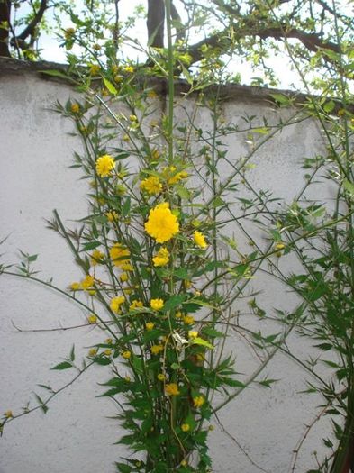 planta (6) - kerria japonica