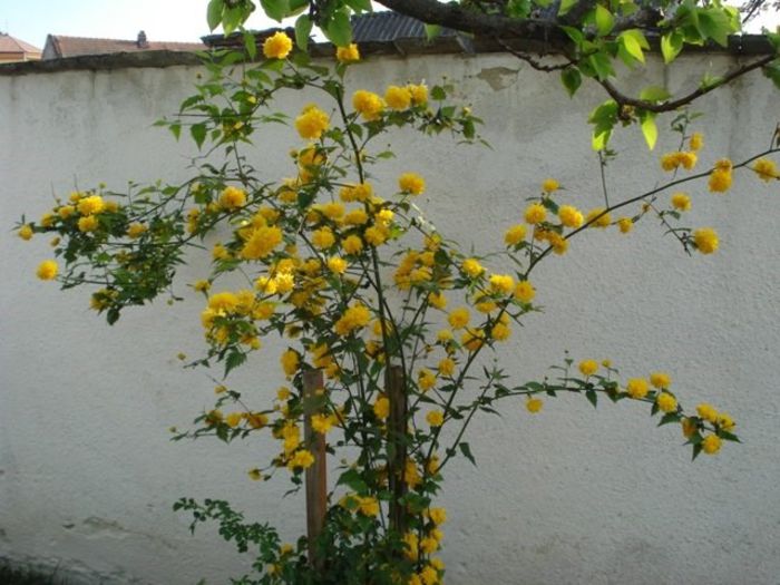 planta (8) - kerria japonica