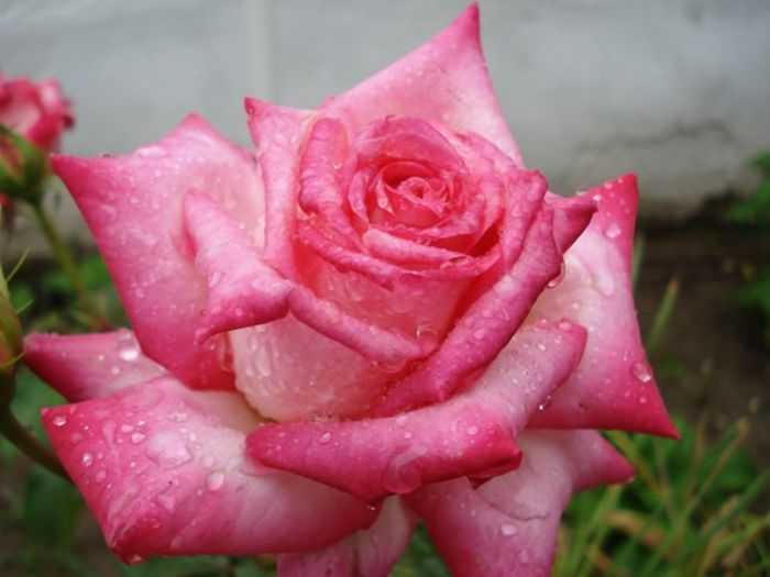 roze si miniroze (1)
