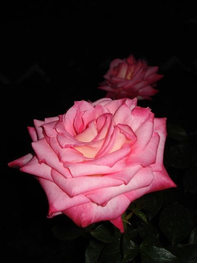 roze si miniroze (4)