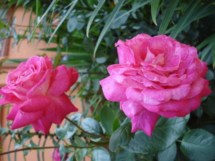 roze si miniroze (9) - roze si miniroze
