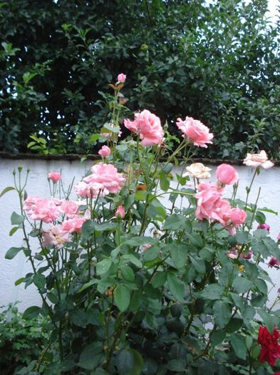 tufele (13) - roze si miniroze