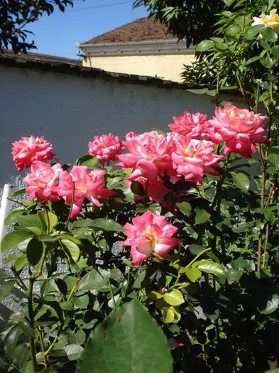 tufele (15) - roze si miniroze