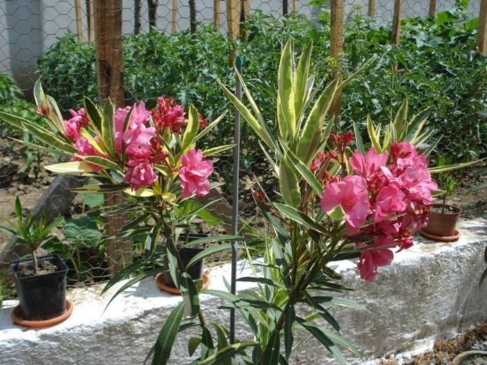 roseum plenum (6) - leandru