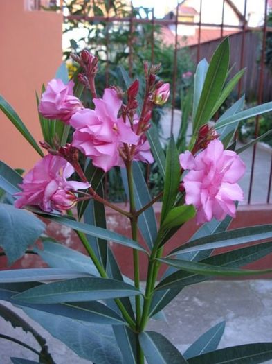 roseum plenum (8) - leandru