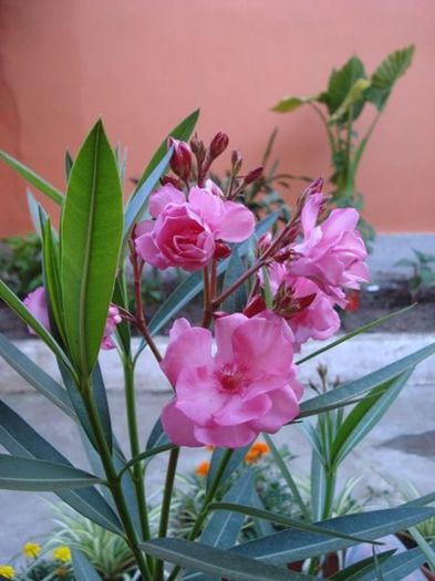 roseum plenum (9) - leandru