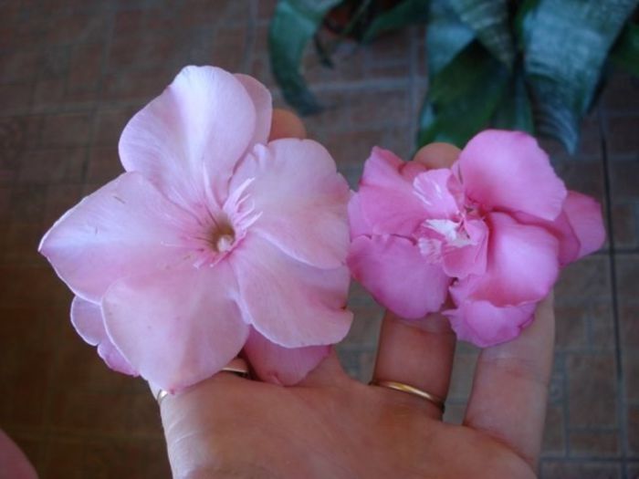 x3 dimensiune flori (10) - leandru