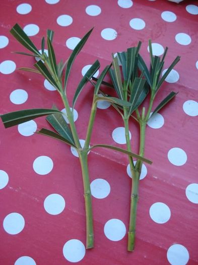 x6 inmultire (2) - leandru