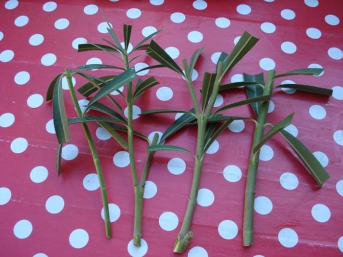 x6 inmultire (4) - leandru