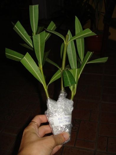 x6 inmultire (5) - leandru