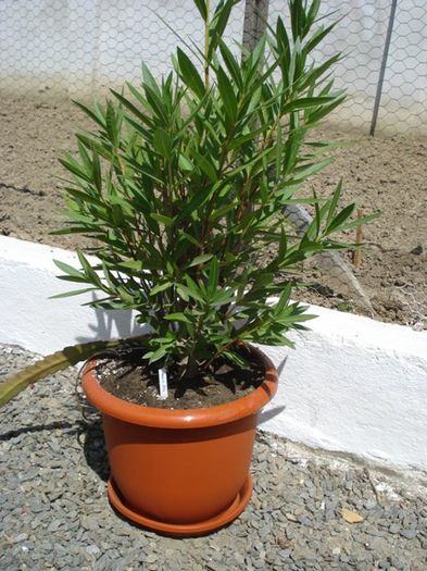 y in 2013 (2) - leandru