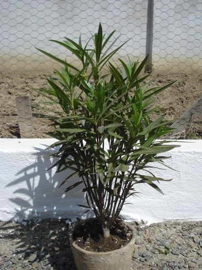 y in 2013 (4) - leandru