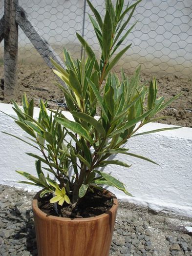 y in 2013 (5) - leandru