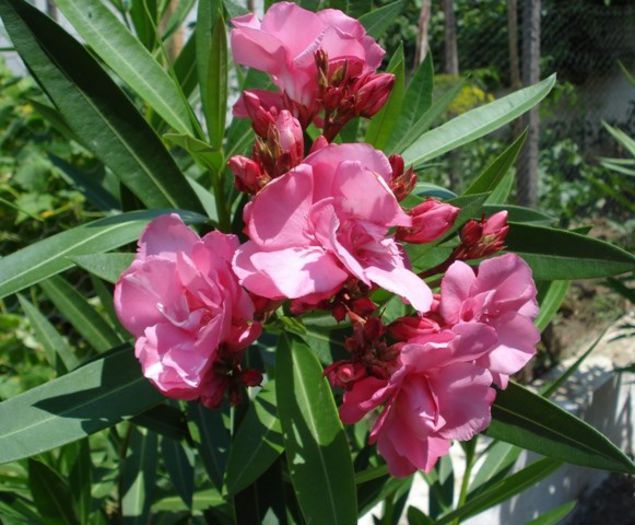 y inflorire 2013 (8) - leandru