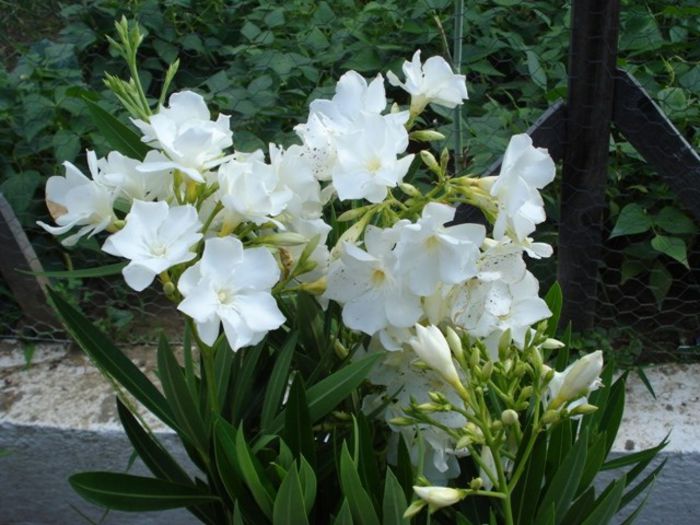 y inflorire 2013 (10) - leandru