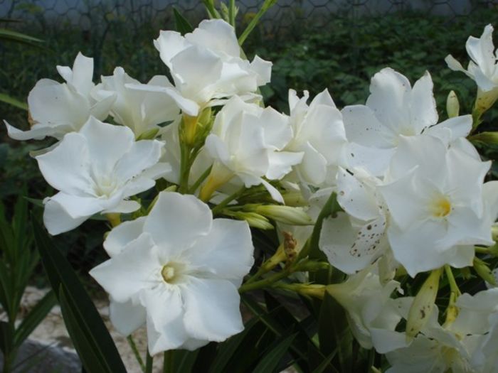 y inflorire 2013 (11) - leandru