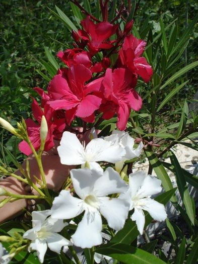 y inflorire 2013 (23)