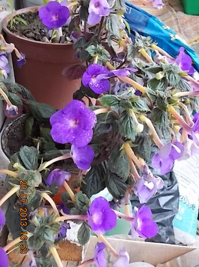 21 iulie 2013-flori 050