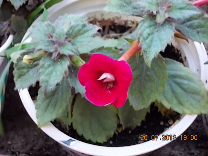 21 iulie 2013-flori 099 - achimenes