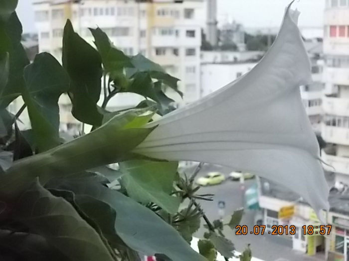 datura alba
