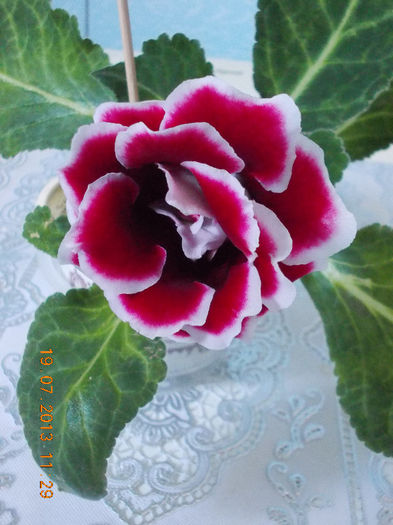 21 iulie 2013-flori 002