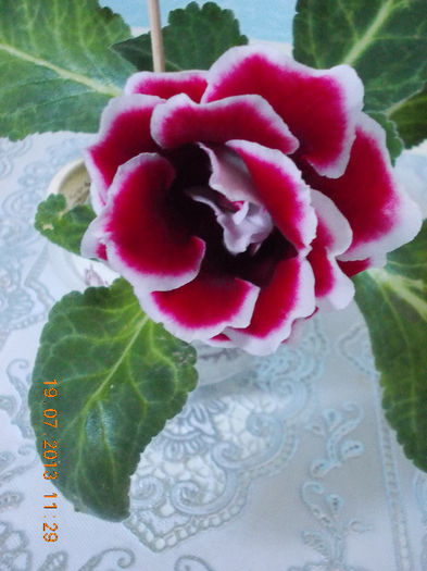 gloxinia scarlet ?