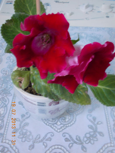 21 iulie 2013-flori 014