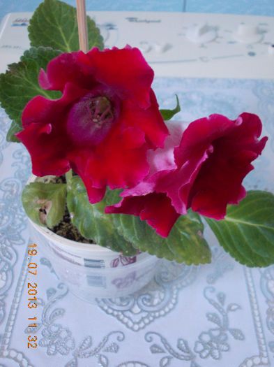 21 iulie 2013-flori 016