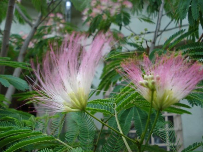 boboci si flori  la albizia(4) - albizia julibrissin