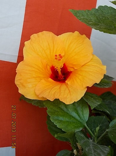 21 iulie 2013-flori 122 - hibiscus -1