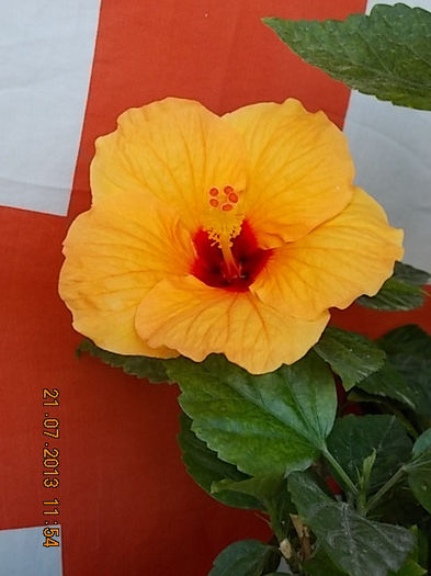 hibi port cu ochi rosu - hibiscus -1